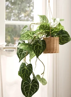 Hanging artificial pothos climbing plant