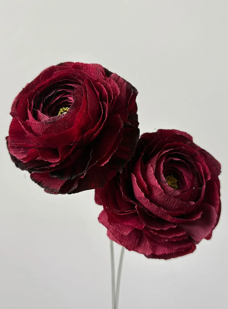 Paper buttercup stem