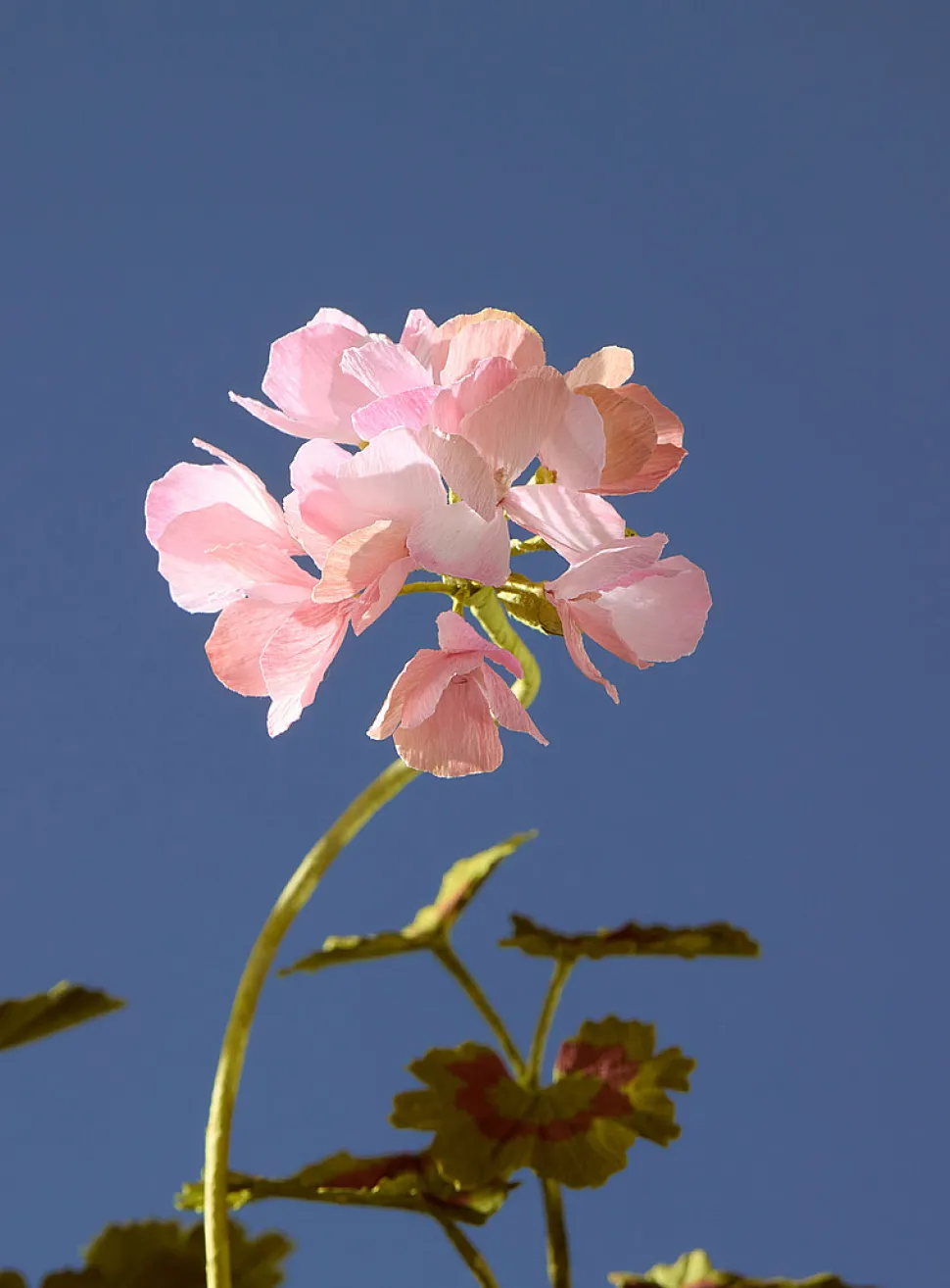 Paper geranium jar